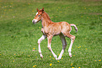 Welsh Cob Fohlen