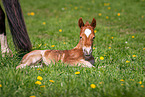 Welsh Cob Fohlen