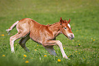 Welsh Cob Fohlen