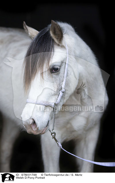 Welsh D Pony Portrait / STM-01788