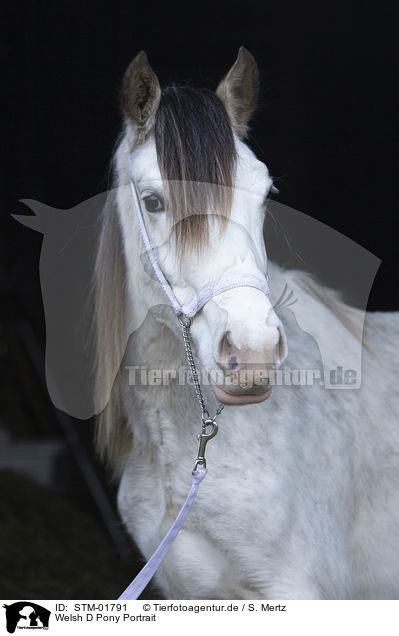 Welsh D Pony Portrait / STM-01791