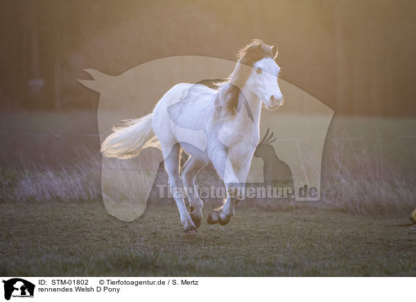rennendes Welsh D Pony / STM-01802