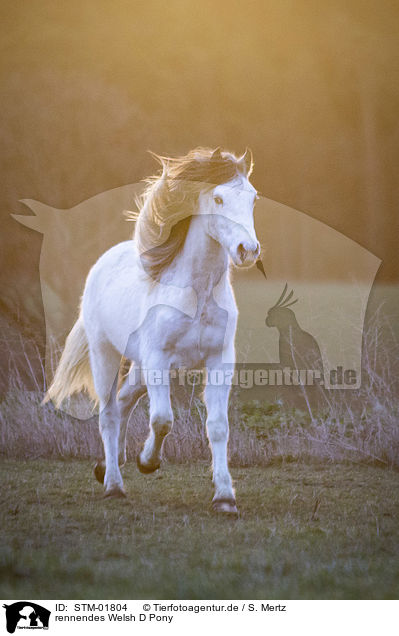 rennendes Welsh D Pony / STM-01804