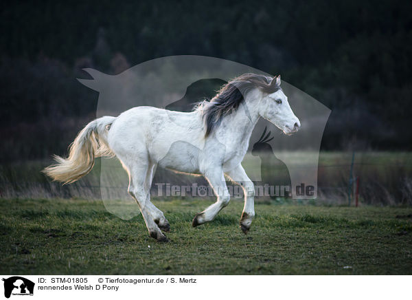 rennendes Welsh D Pony / STM-01805