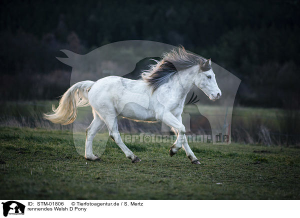 rennendes Welsh D Pony / STM-01806