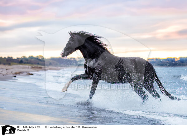 Welsh D / Welsh D / MAB-02773