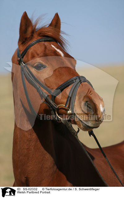 Welsh Partbred Portrait / Welsh Partbred Portrait / SS-02332