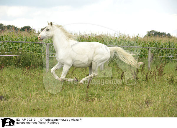 galoppierendes Welsh-Partbred / galloping Welsh-Partbred / AP-09213