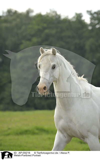 Welsh-Partbred Portrait / AP-09216