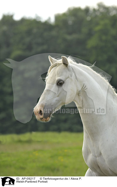 Welsh-Partbred Portrait / Welsh-Partbred Portrait / AP-09217