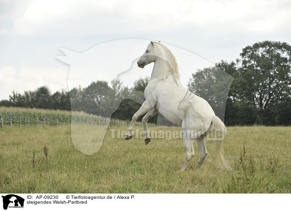 steigendes Welsh-Partbred / risning Welsh-Partbred / AP-09230