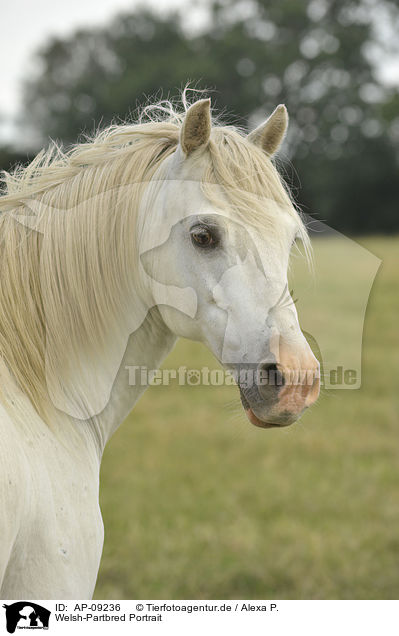 Welsh-Partbred Portrait / AP-09236