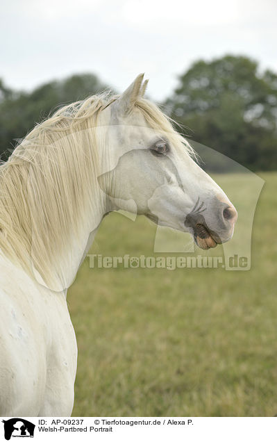 Welsh-Partbred Portrait / AP-09237