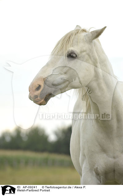 Welsh-Partbred Portrait / Welsh-Partbred Portrait / AP-09241