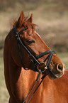 Welsh Partbred Portrait