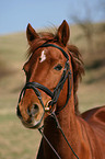 Welsh Partbred Portrait