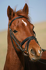 Welsh Partbred Portrait