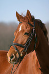 Welsh Partbred Portrait