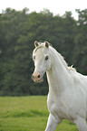 Welsh-Partbred Portrait