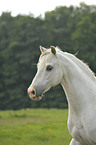 Welsh-Partbred Portrait