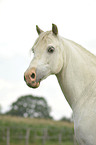 Welsh-Partbred Portrait