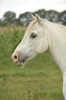 Welsh-Partbred Portrait