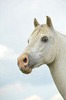 Welsh-Partbred Portrait