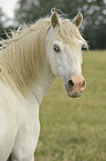 Welsh-Partbred Portrait