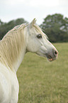 Welsh-Partbred Portrait