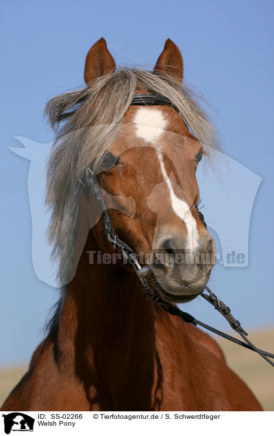 Welsh Pony / SS-02266
