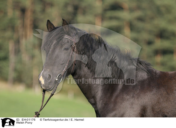 Welsh Pony / EH-01176