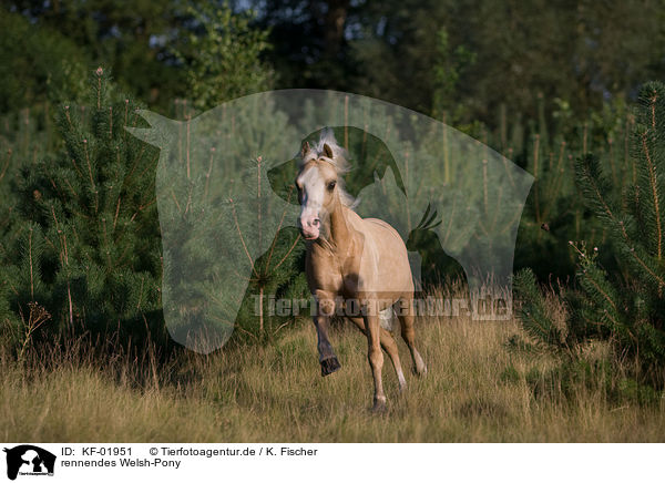 rennendes Welsh-Pony / running Welsh-Pony / KF-01951