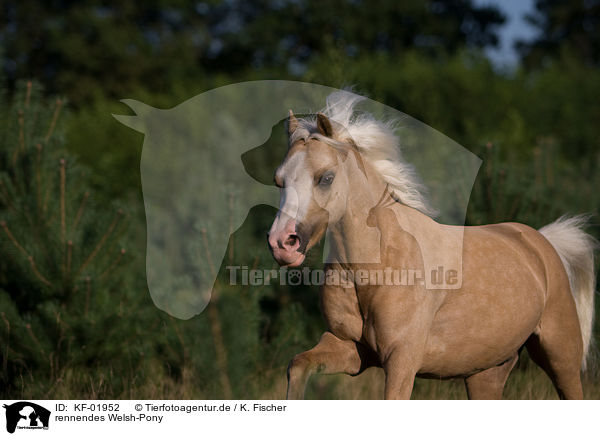 rennendes Welsh-Pony / running Welsh-Pony / KF-01952