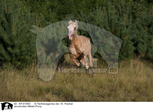 rennendes Welsh-Pony / running Welsh-Pony / KF-01953