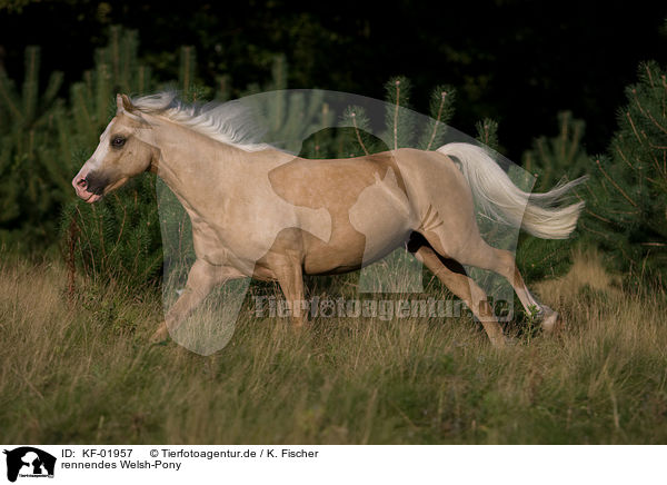 rennendes Welsh-Pony / running Welsh-Pony / KF-01957