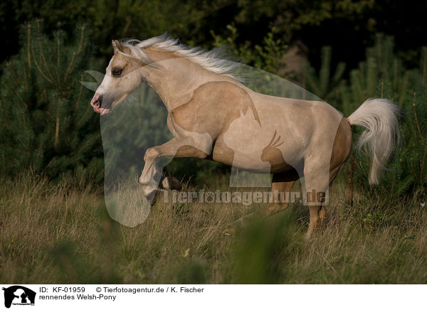 rennendes Welsh-Pony / running Welsh-Pony / KF-01959