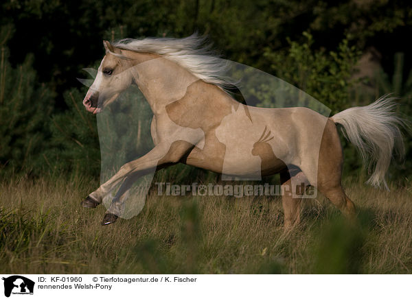 rennendes Welsh-Pony / KF-01960