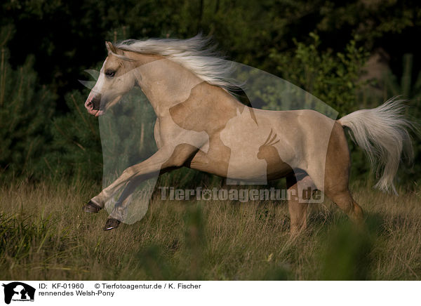 rennendes Welsh-Pony / running Welsh-Pony / KF-01960