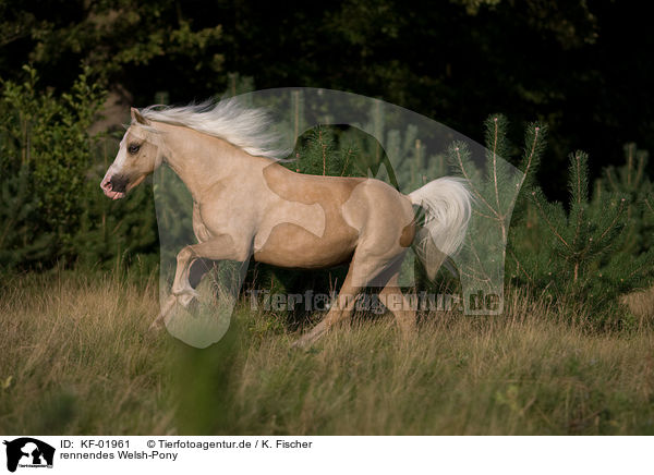 rennendes Welsh-Pony / running Welsh-Pony / KF-01961
