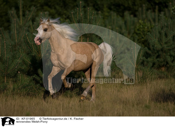 rennendes Welsh-Pony / running Welsh-Pony / KF-01965