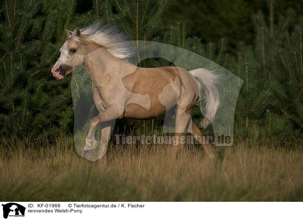 rennendes Welsh-Pony / running Welsh-Pony / KF-01966