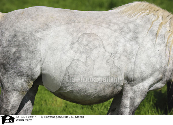 Welsh Pony / Welsh Pony / SST-06614
