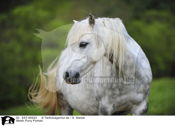Welsh Pony Portrait / Welsh Pony Portrait / SST-06625