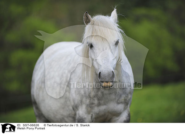 Welsh Pony Portrait / SST-06626