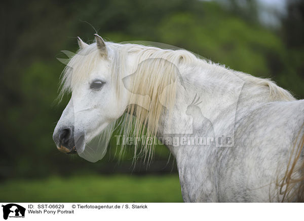 Welsh Pony Portrait / SST-06629