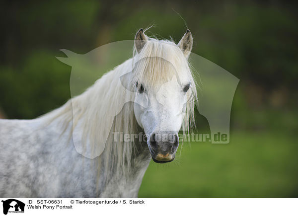 Welsh Pony Portrait / Welsh Pony Portrait / SST-06631