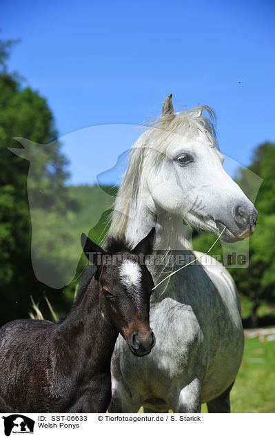 Welsh Ponys / Welsh Ponys / SST-06633