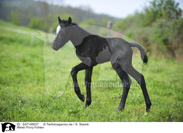 Welsh Pony Fohlen / Welsh Pony foal / SST-06637