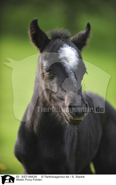 Welsh Pony Fohlen / SST-06638