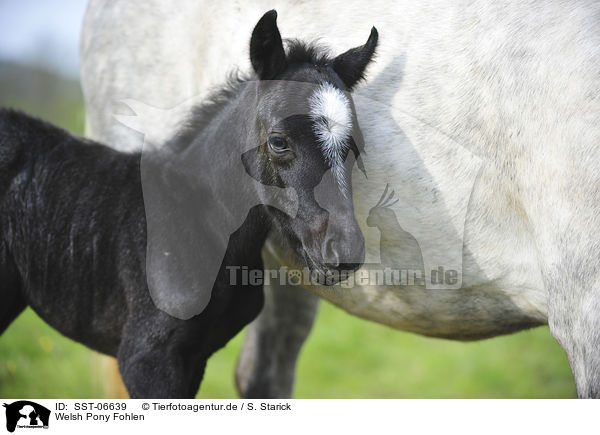 Welsh Pony Fohlen / Welsh Pony foal / SST-06639